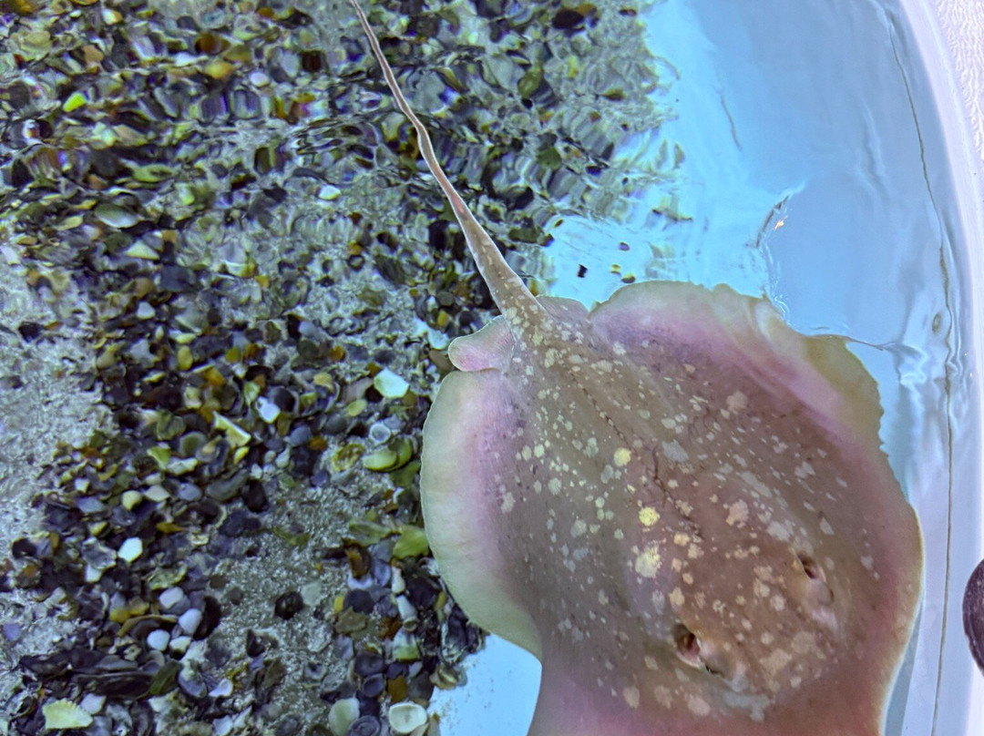 Tybee Island Marine Science Center-泰碧岛必去景点