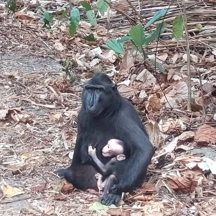 Tangkoko National Reserve-比通必去景点
