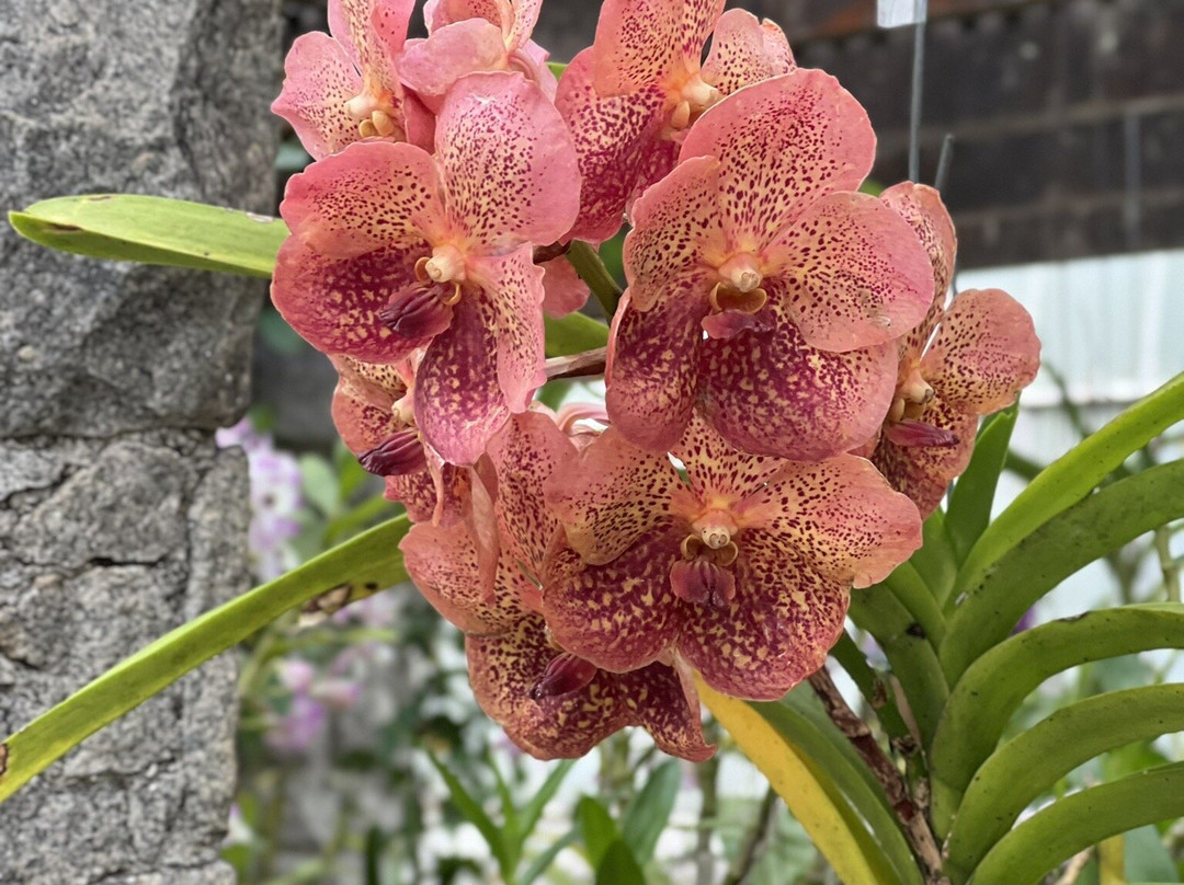 Jardim Botânico de São Paulo-圣保罗必去景点