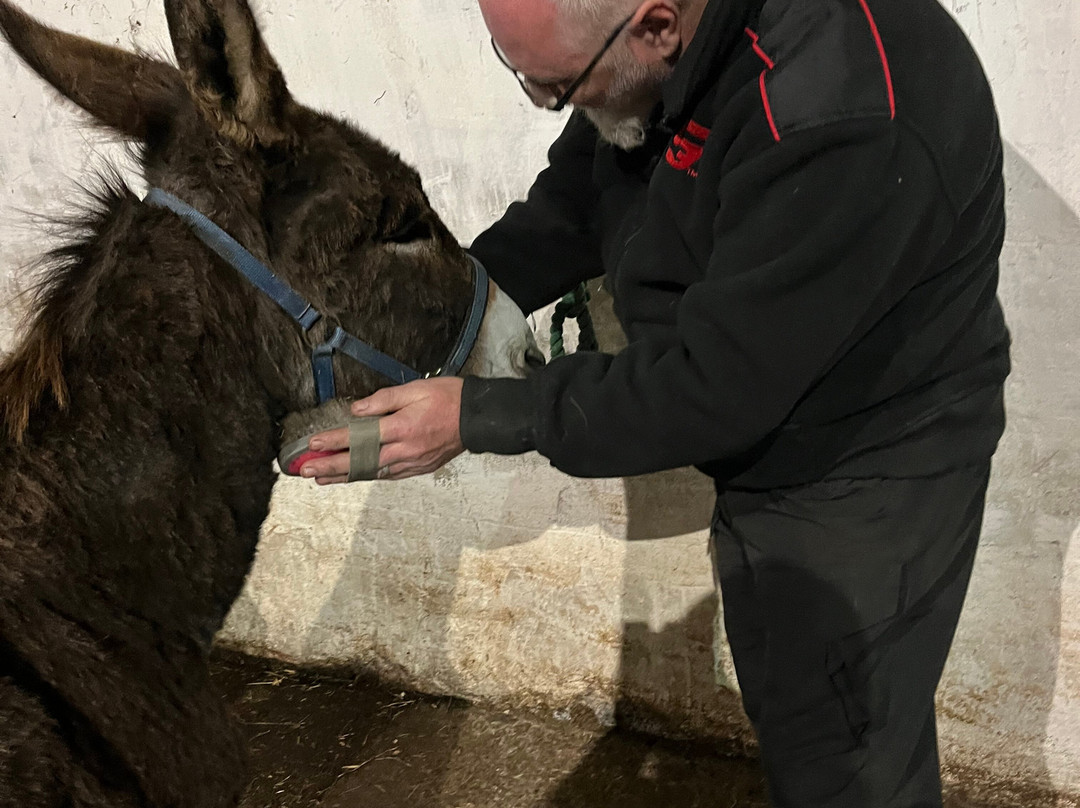 Kinedale Donkeys-Ballynahinch必去景点