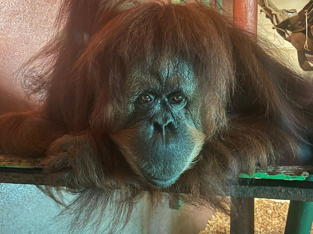 Touroparc Zoo-Romaneche-Thorins必去景点
