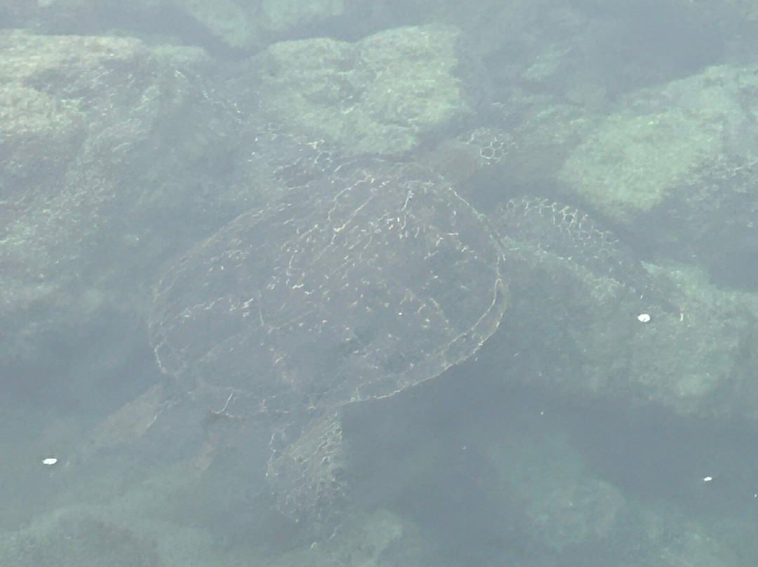 Isabela Island-伊莎贝拉岛必去景点