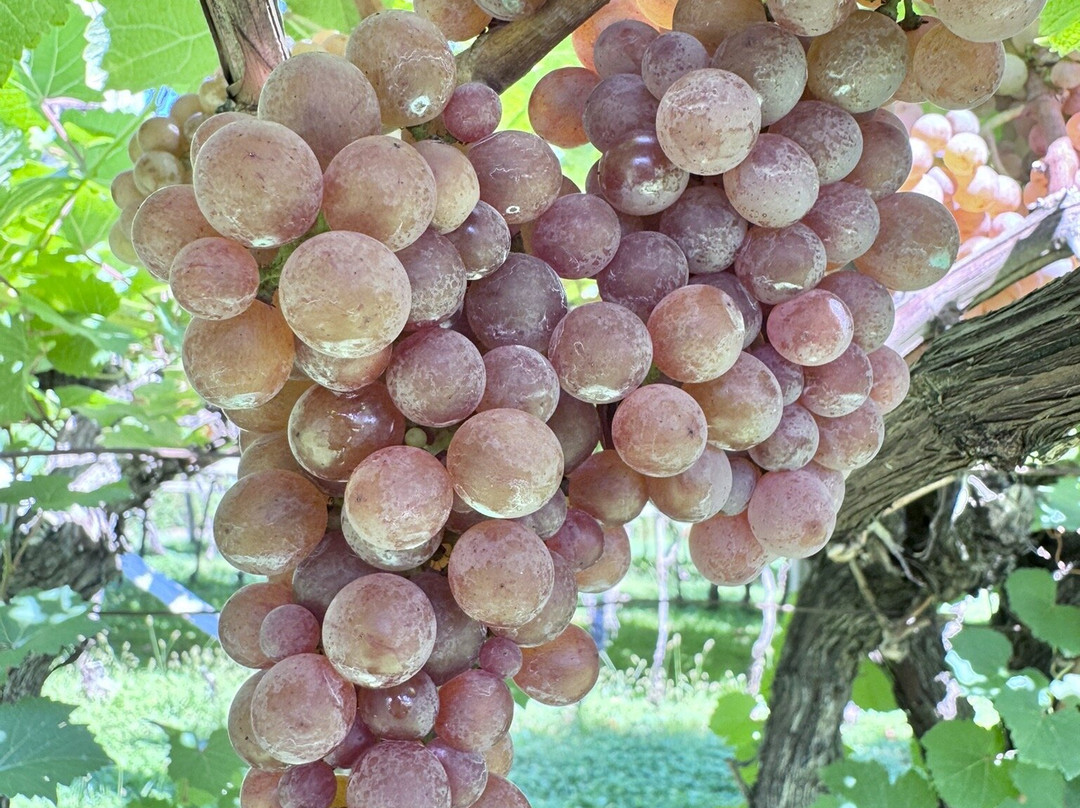 Sudtiroler Weinmuseum-Caldaro sulla Strada del Vino必去景点