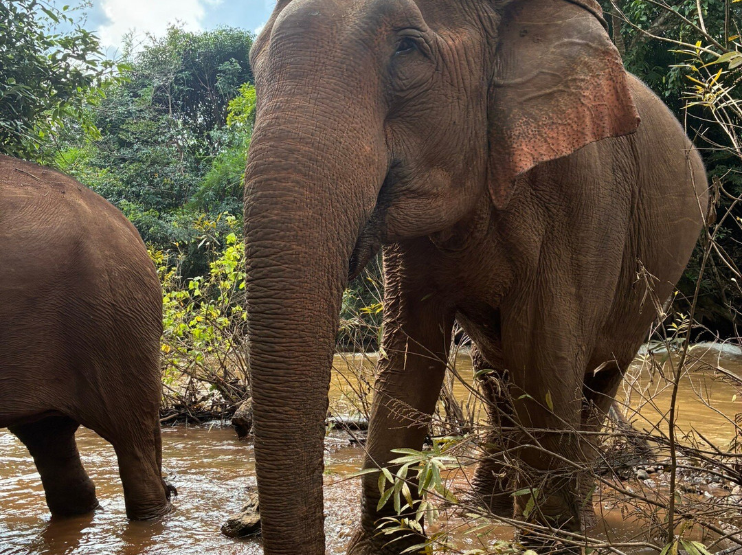 Elephant Community Project - Day Tours-森莫诺隆必去景点