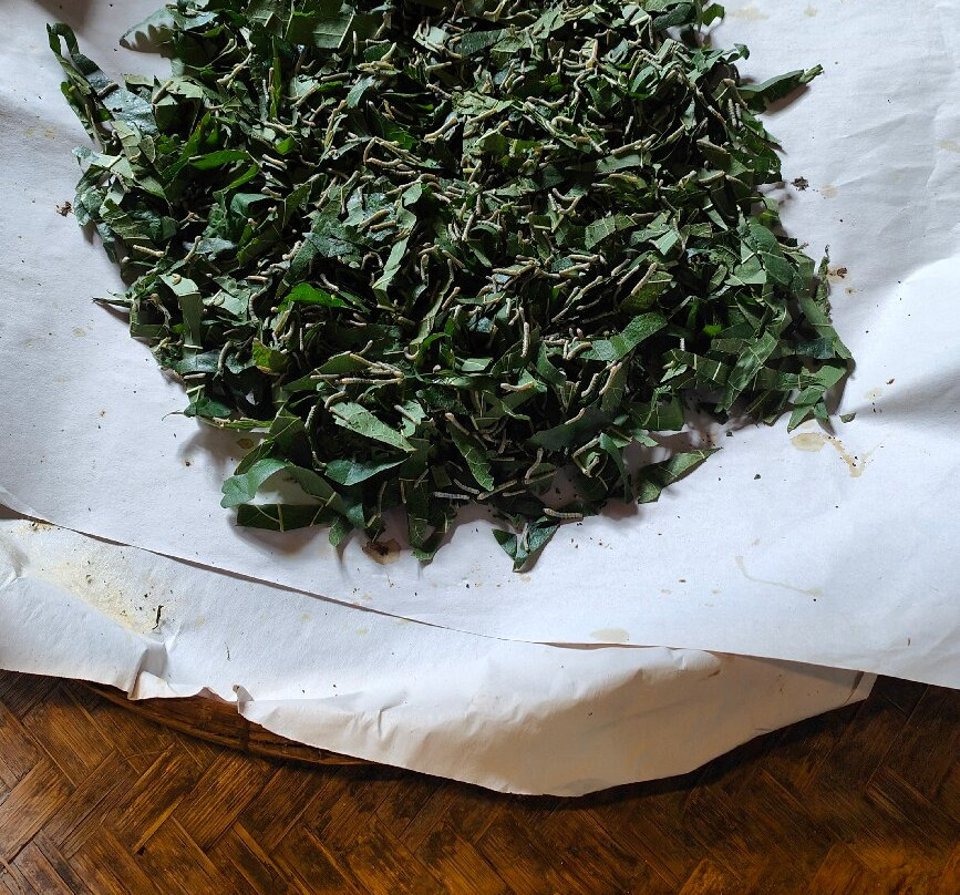 Thai Silk Village-山甘烹必去景点