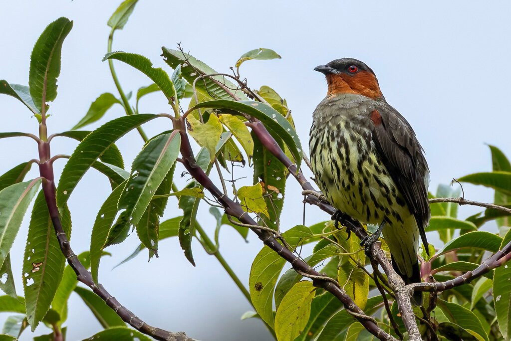South Birding Peru-Tambopata National Reserve必去景点