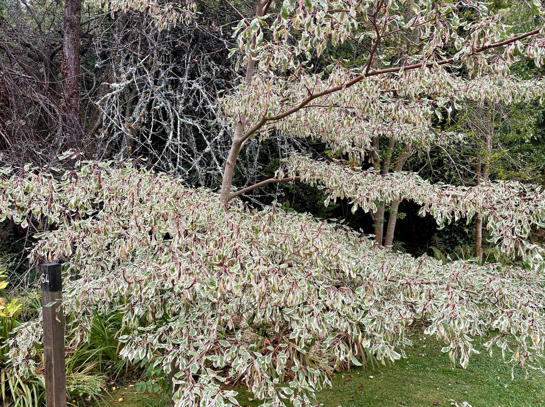 Mount Usher Gardens-Ashford必去景点