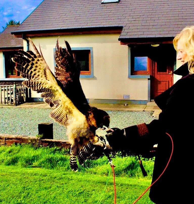 Faha Falconry-Faha必去景点