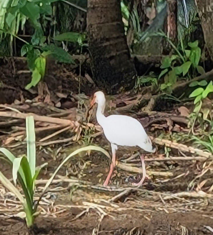 Mangrove Boat Tour-克波斯必去景点