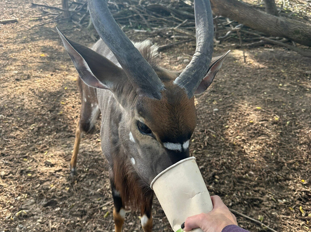 Safari Lake Geneva-日内瓦湖必去景点