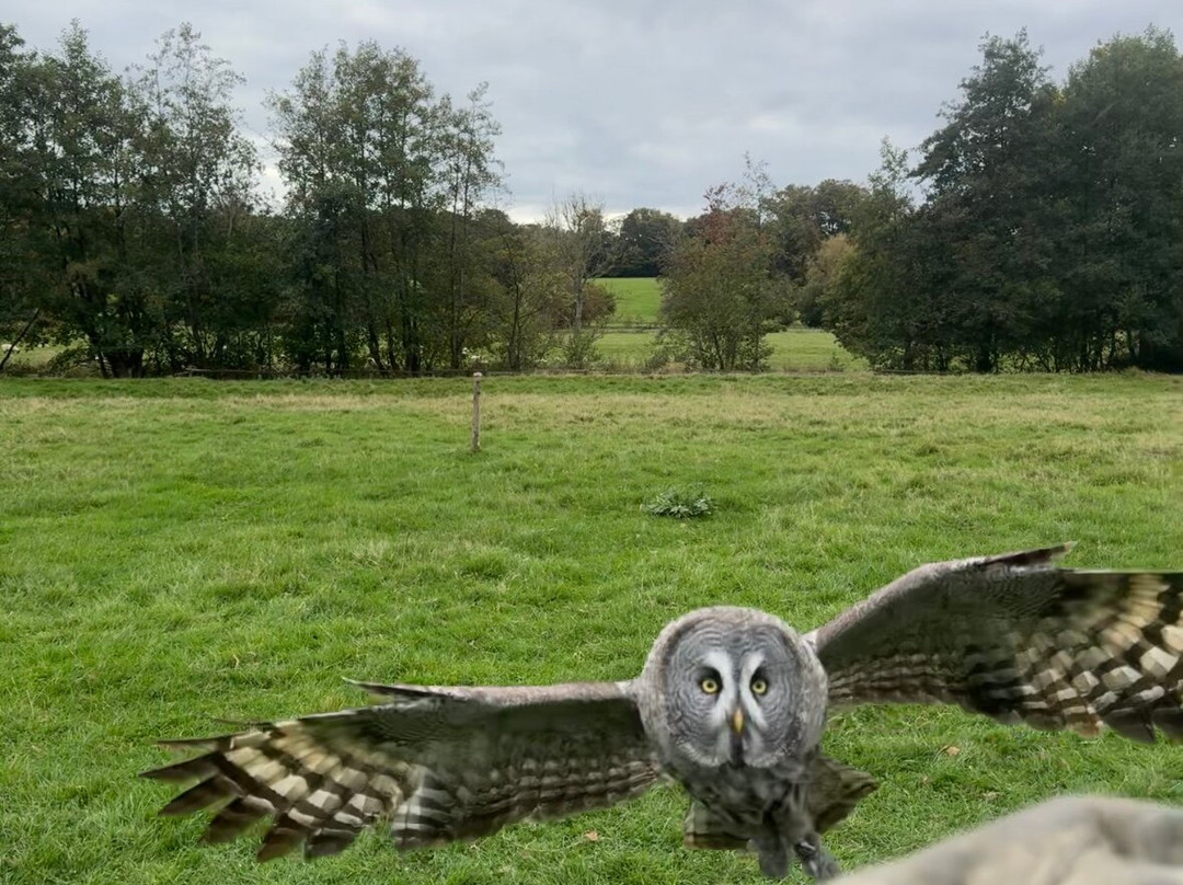 UK Owl And Raptor Centre-Groombridge必去景点