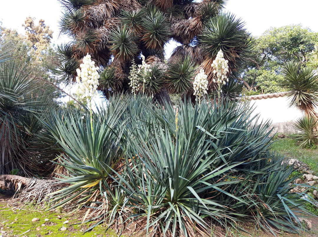 Orto Botanico di Palermo-巴勒莫必去景点
