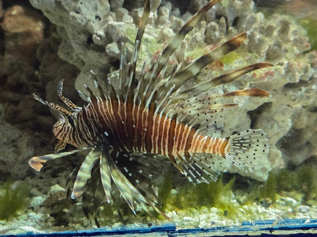 Ocean Aquarium-普它肋斯必去景点