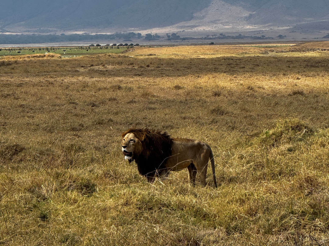 Predators Safari Club-阿鲁沙必去景点