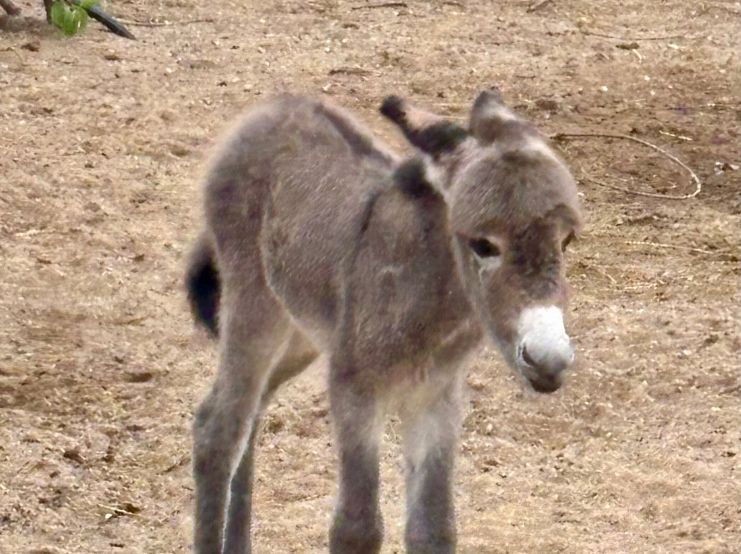 Donkey Sanctuary Aruba-Santa Cruz必去景点