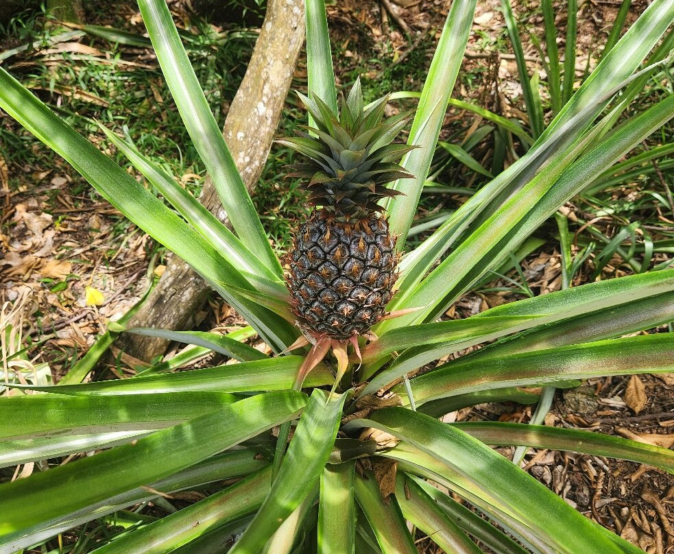 Le Jardin Du Roi Spice Garden-马埃岛必去景点