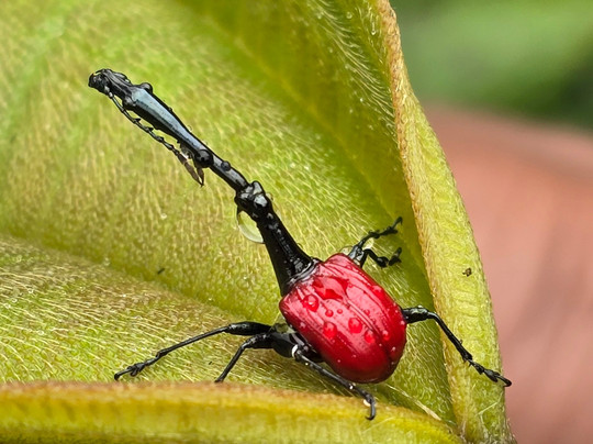 Tongasoa Mada Tours-安塔那那利佛必去景点