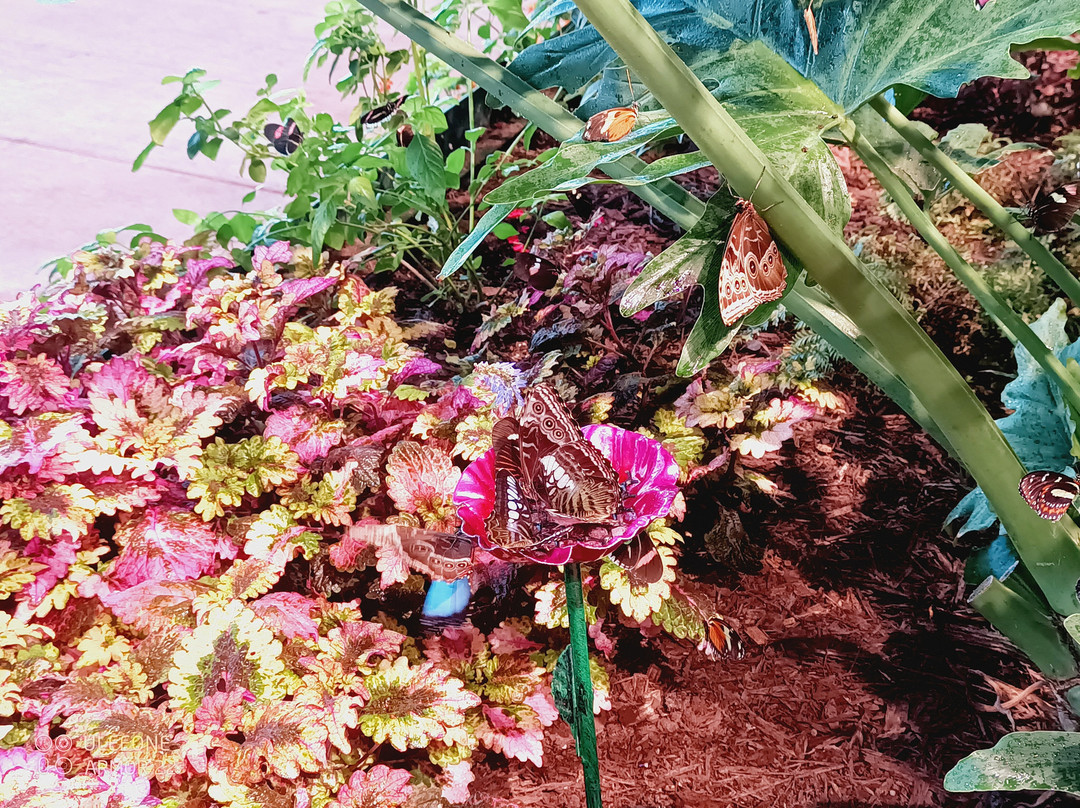 奥杜邦昆虫博物馆-新奥尔良必去景点