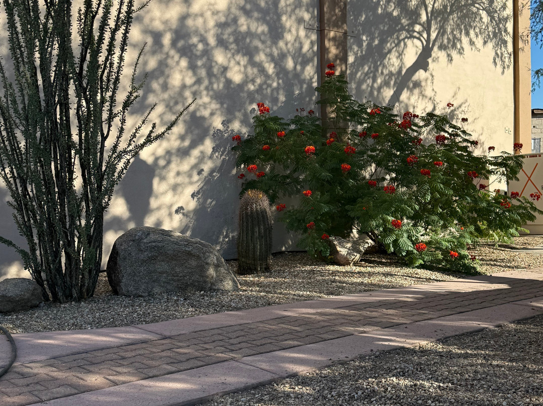 The Jail Tree-Wickenburg必去景点