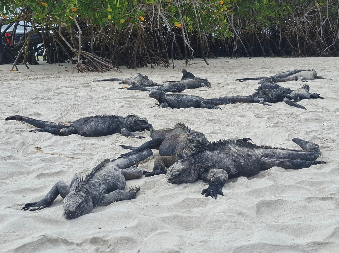 Smart Galapagos-阿约拉港必去景点
