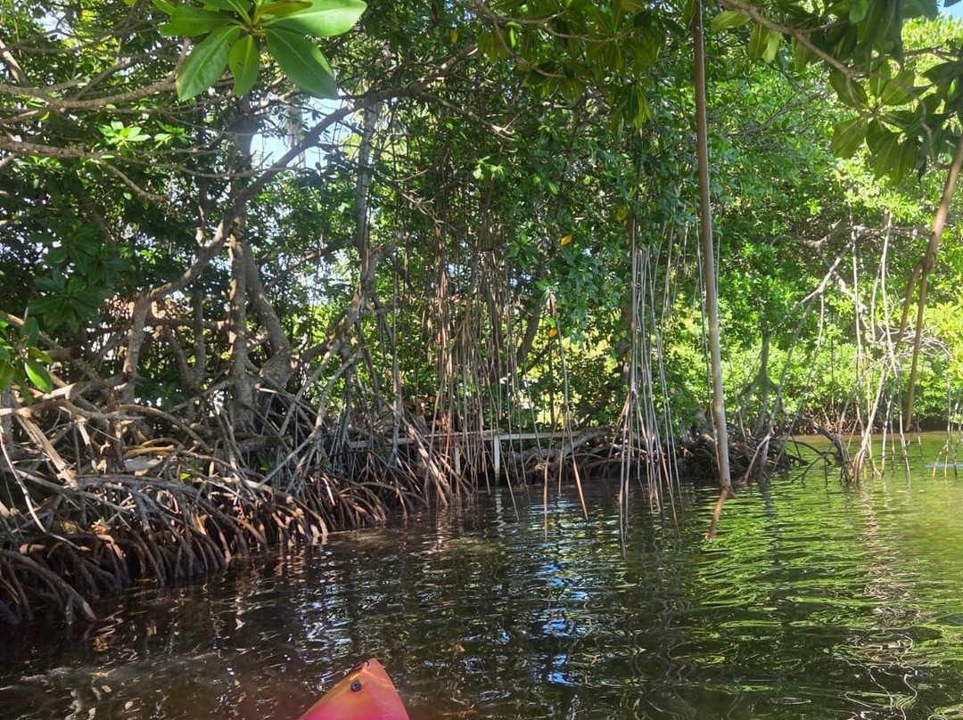 Kayak Mangrove Martinique-圣吕斯必去景点