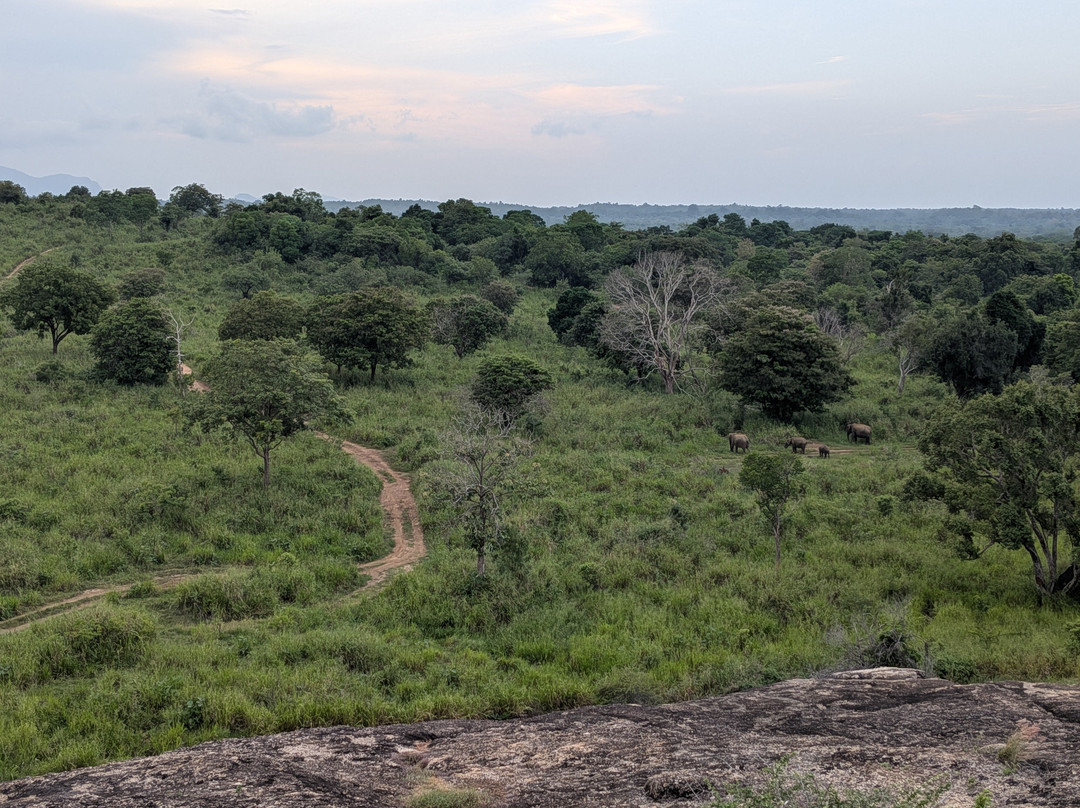 Safari With Asanka-锡吉里亚必去景点