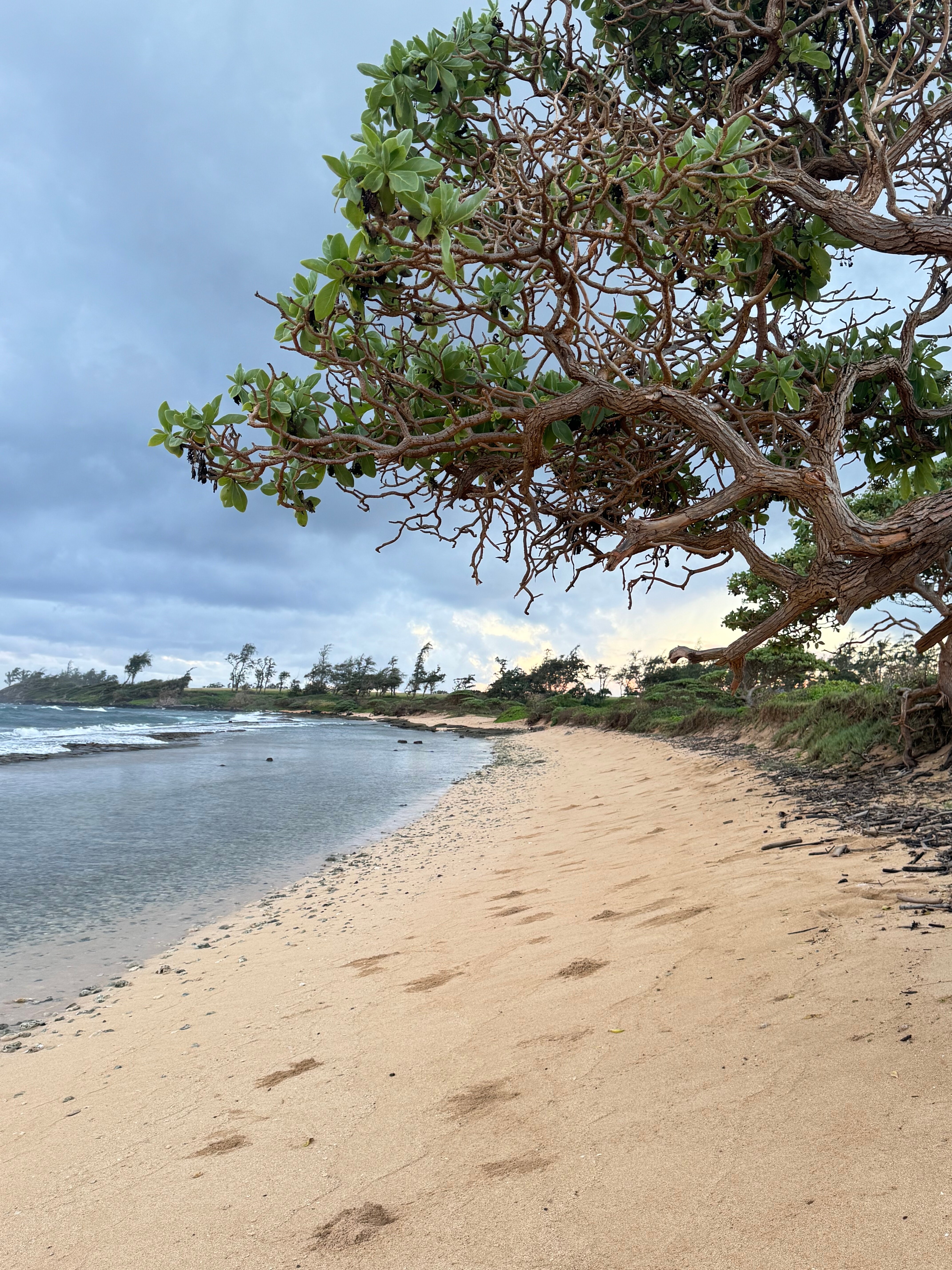 Kauai Beach Villas-官方