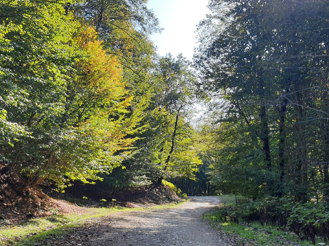 Mersisi Forest (sangdeh forest)-Sari必去景点