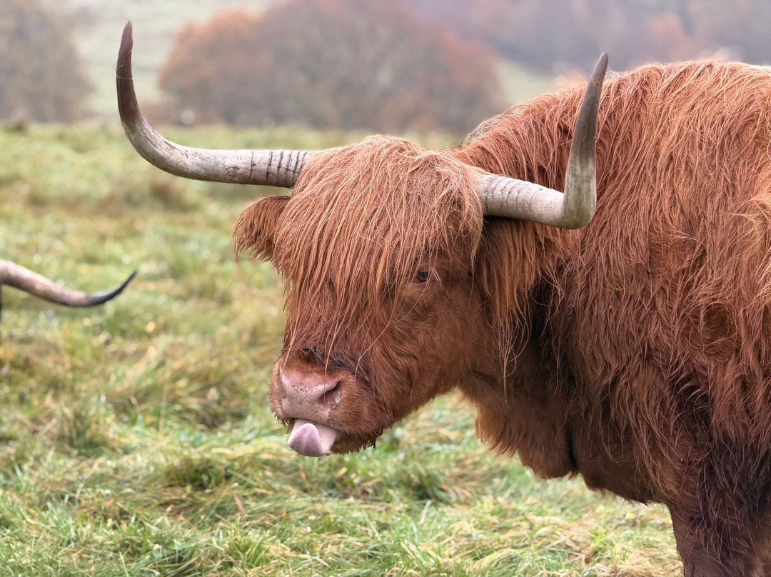 Nether Glenny Farm - Coos and Views-斯特灵必去景点