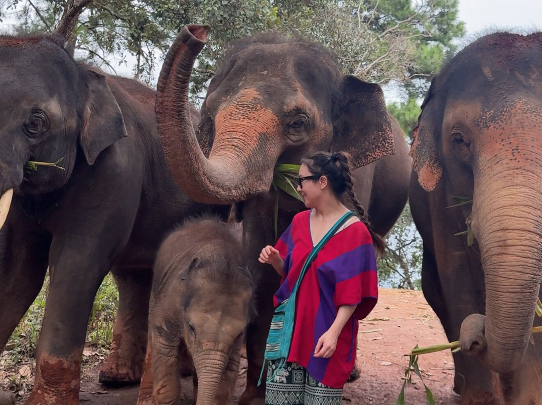 Elephant Freedom Village-清迈必去景点