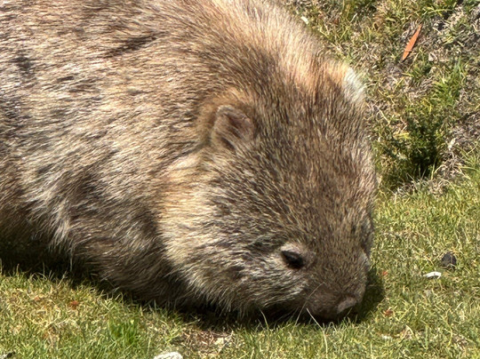 Localing Private Tours Tasmania-霍巴特必去景点
