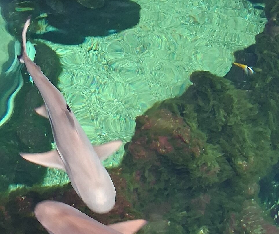 Oceanarium-伯恩茅斯必去景点