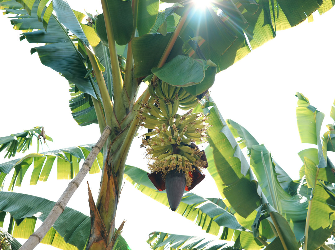 Gapeef Grace Beekeeping-Machame必去景点