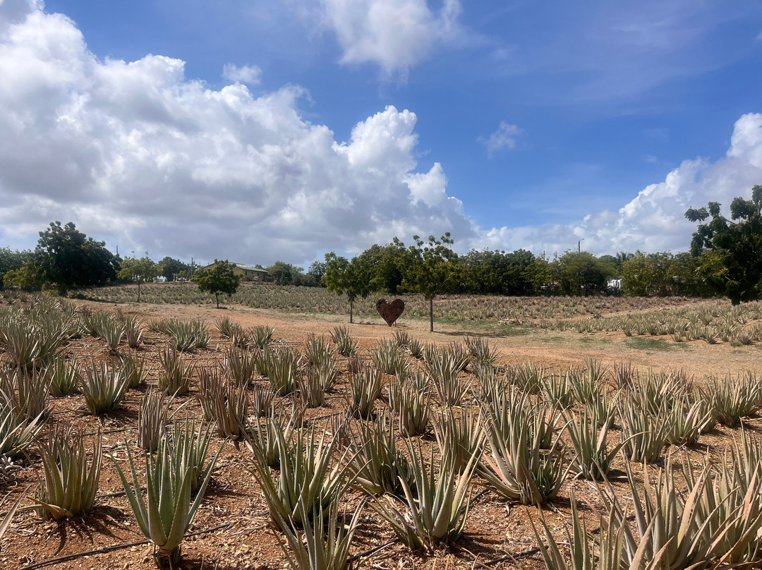 The Aloe Vera Curacao, Home of Curaloe Tour-威廉斯塔德必去景点