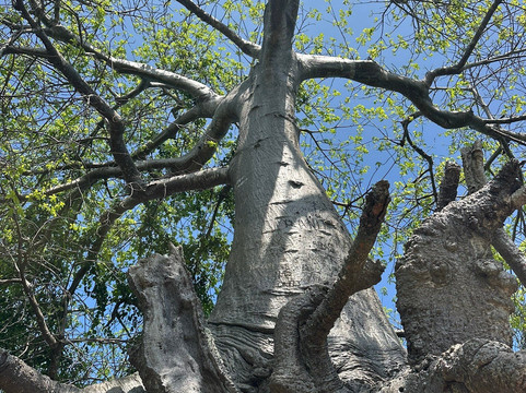 Choum Tours & Safari-桑给巴尔岛必去景点
