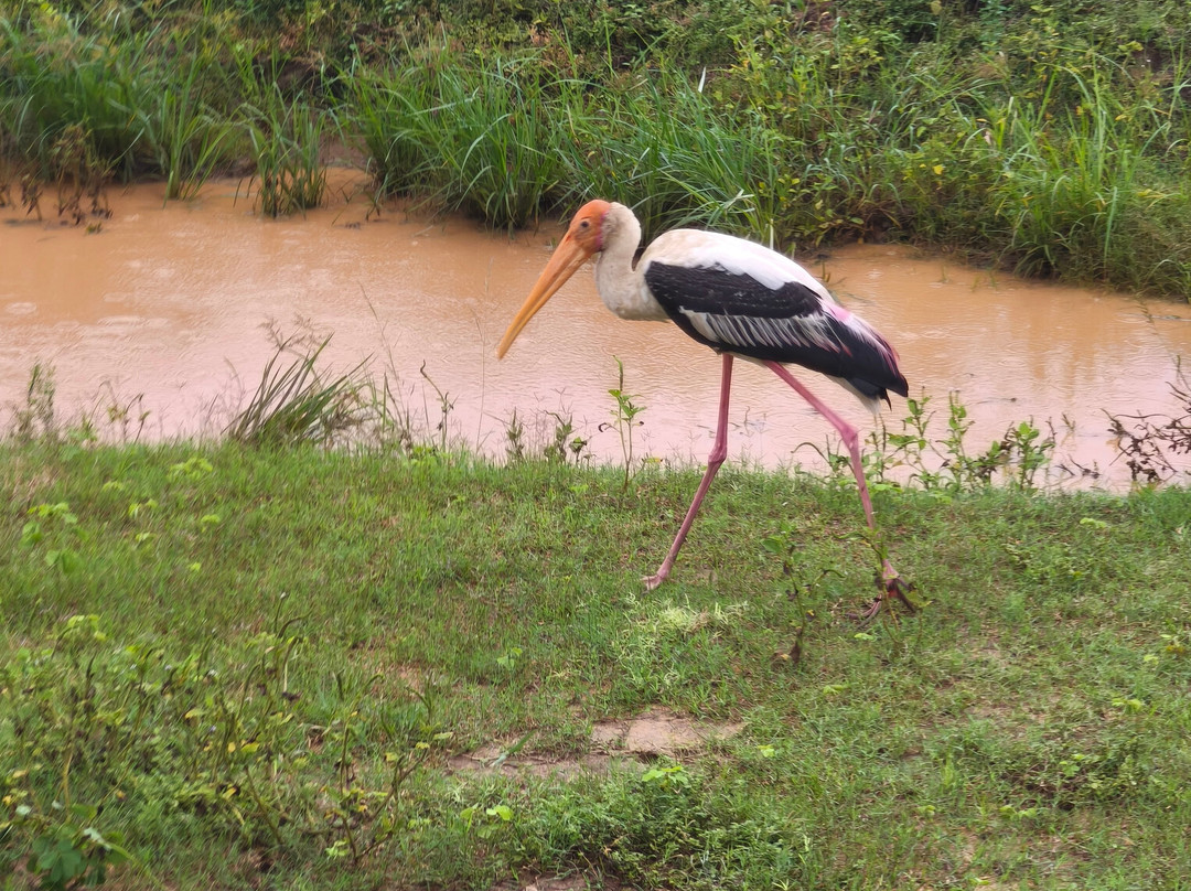 Safari Booking Sri Lanka-Hingurakgoda必去景点