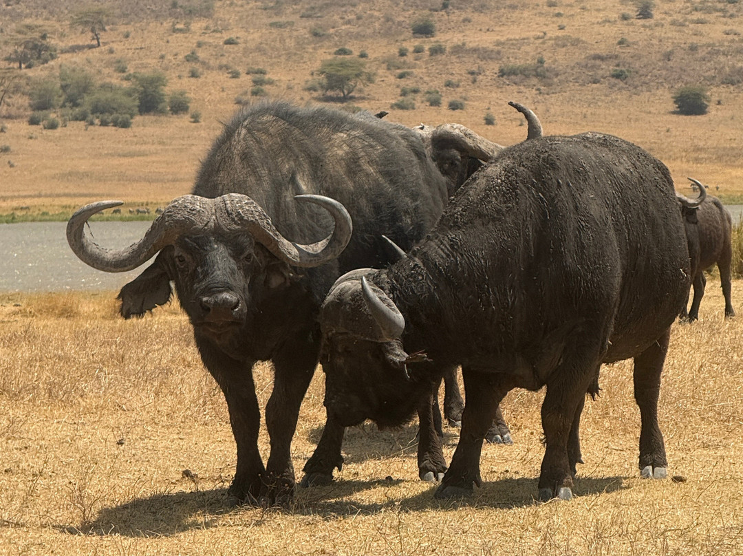 Kili Treks Tanzania-莫西必去景点