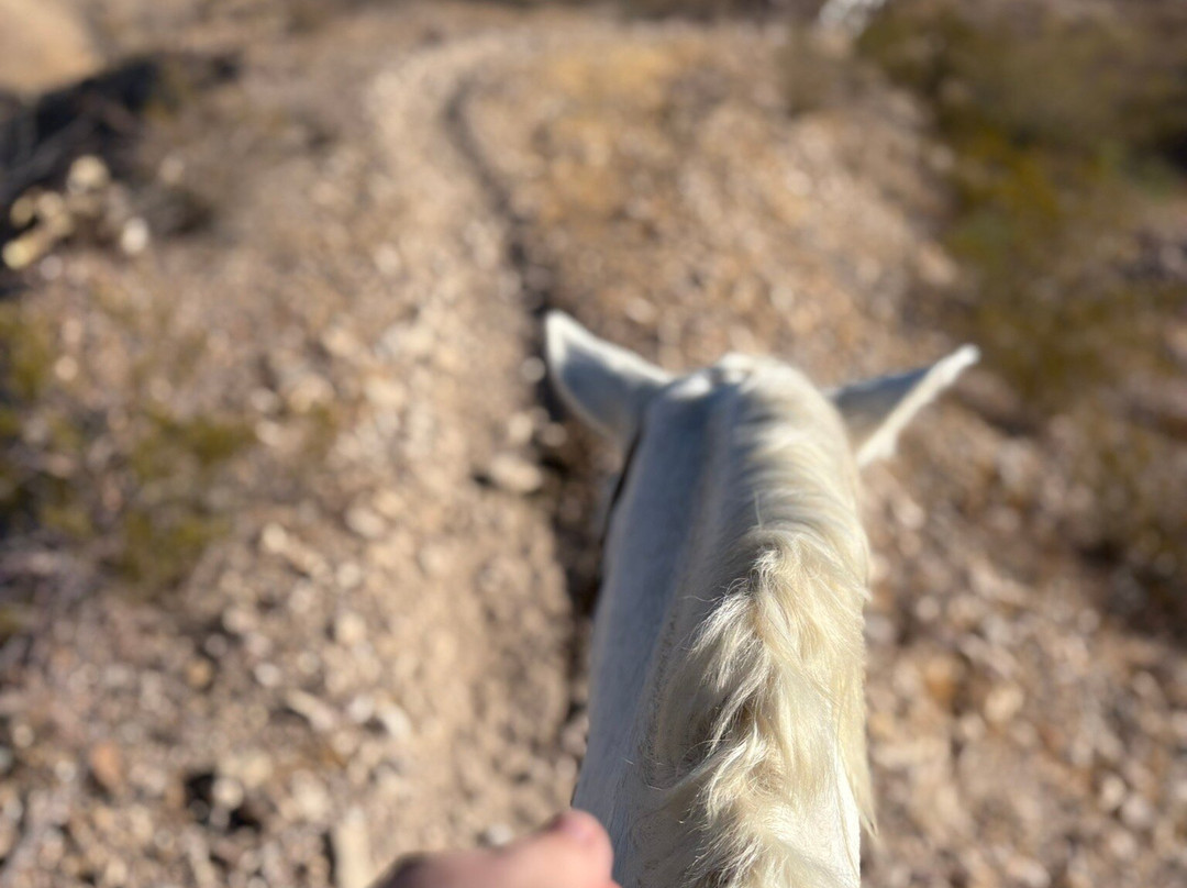 Big Bend & Lajitas Stables-Terlingua必去景点