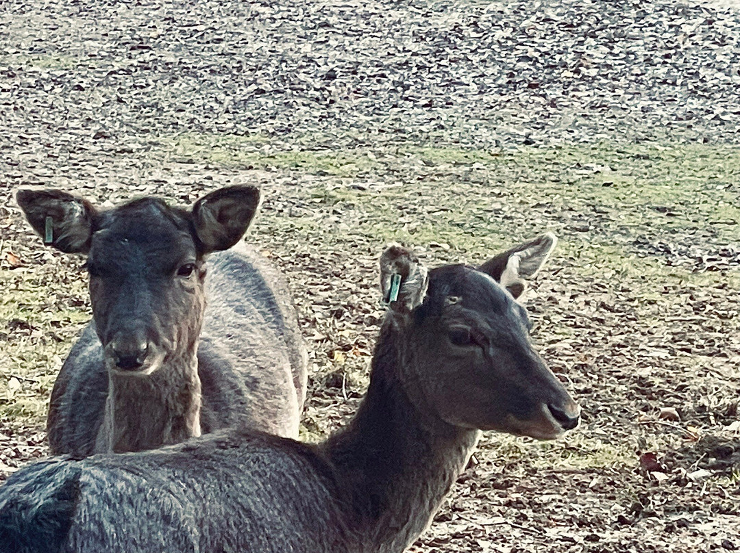 Prinknash Bird And Deer Park-Cranham必去景点