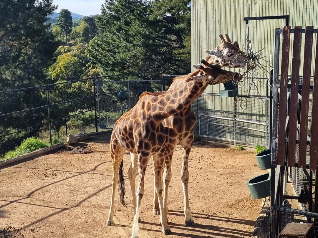 国家动物园及水族馆-堪培拉必去景点