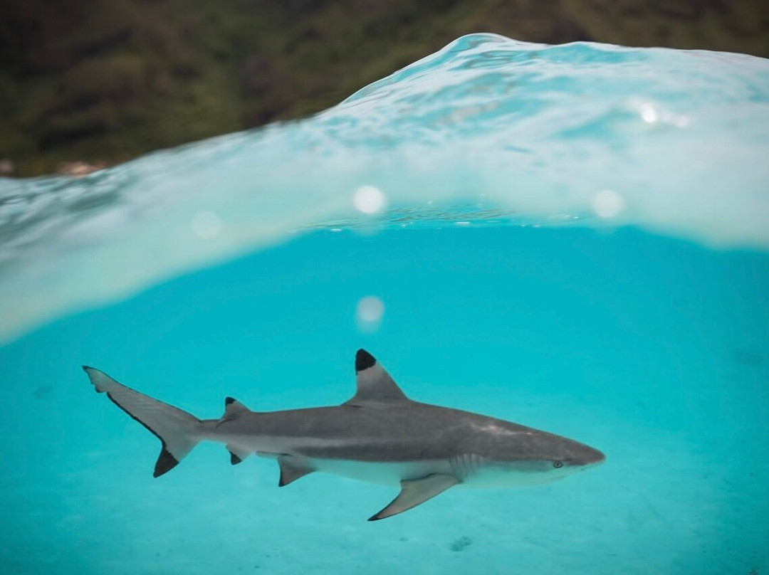 Tahiti By Boat-帕皮提必去景点