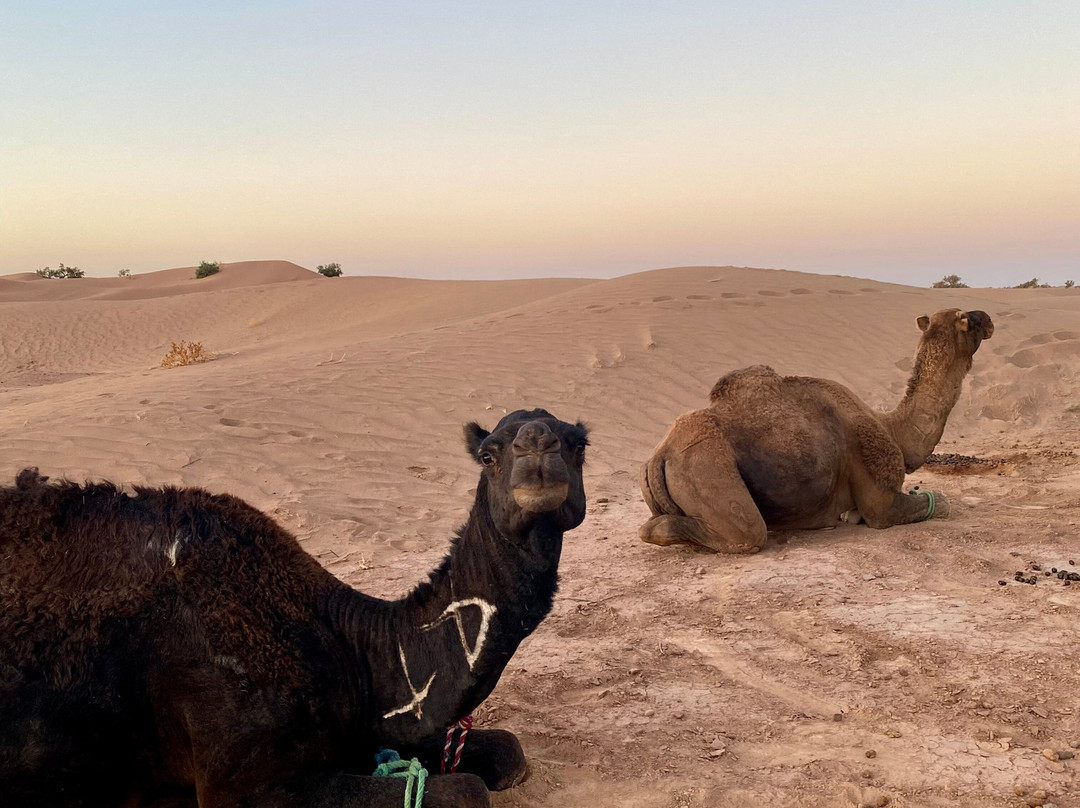 My Sahara Trek-迈哈米德必去景点