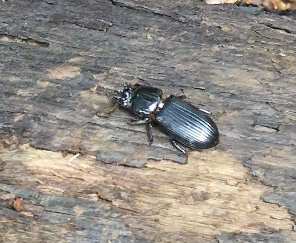 Parc Nationale Montagne D'ambre-Joffreville必去景点