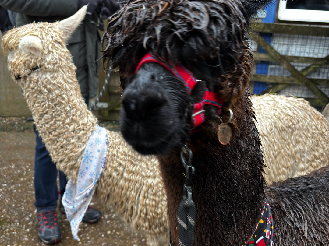 Charnwood Forest Alpacas-Boundary必去景点