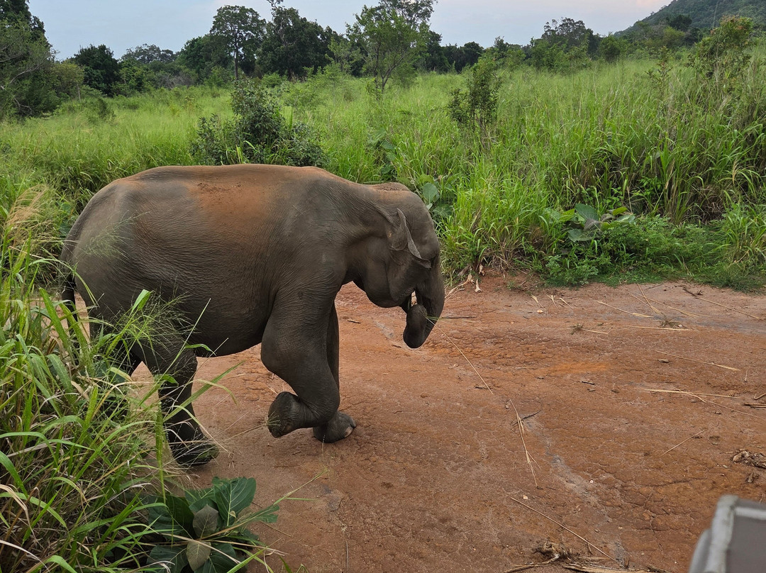 Ceylon Wild Trails Safari-哈巴拉娜必去景点