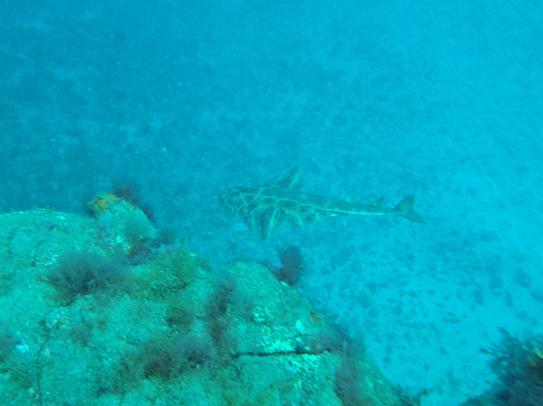 Puerto Rico Diving-波多黎各必去景点