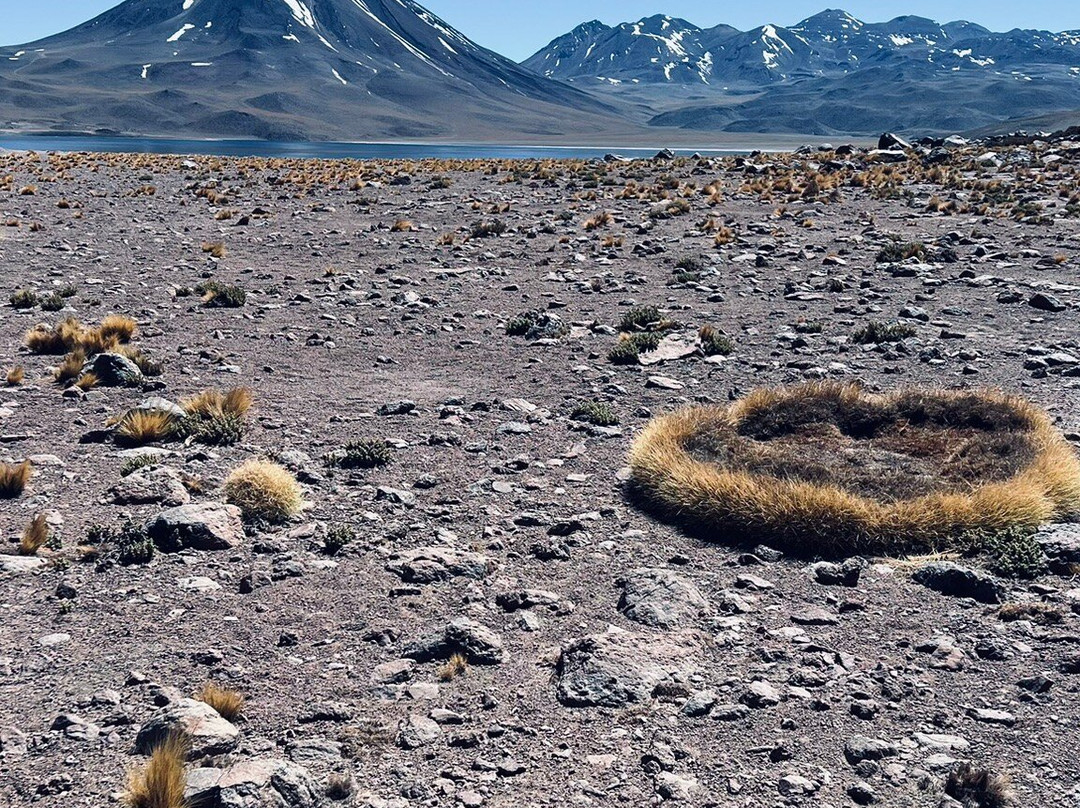 Lagunas Altiplanicas-圣佩德罗-德阿塔卡马必去景点