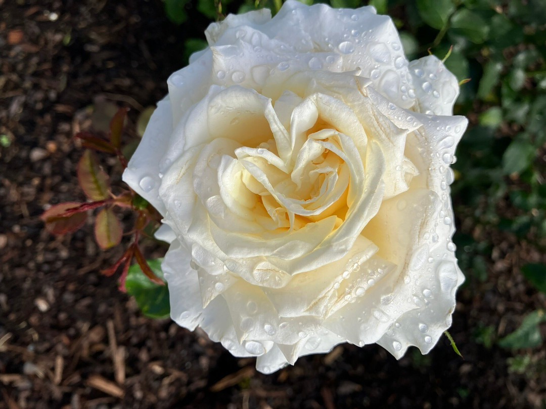 帕内尔玫瑰花园-奥克兰中心地区必去景点