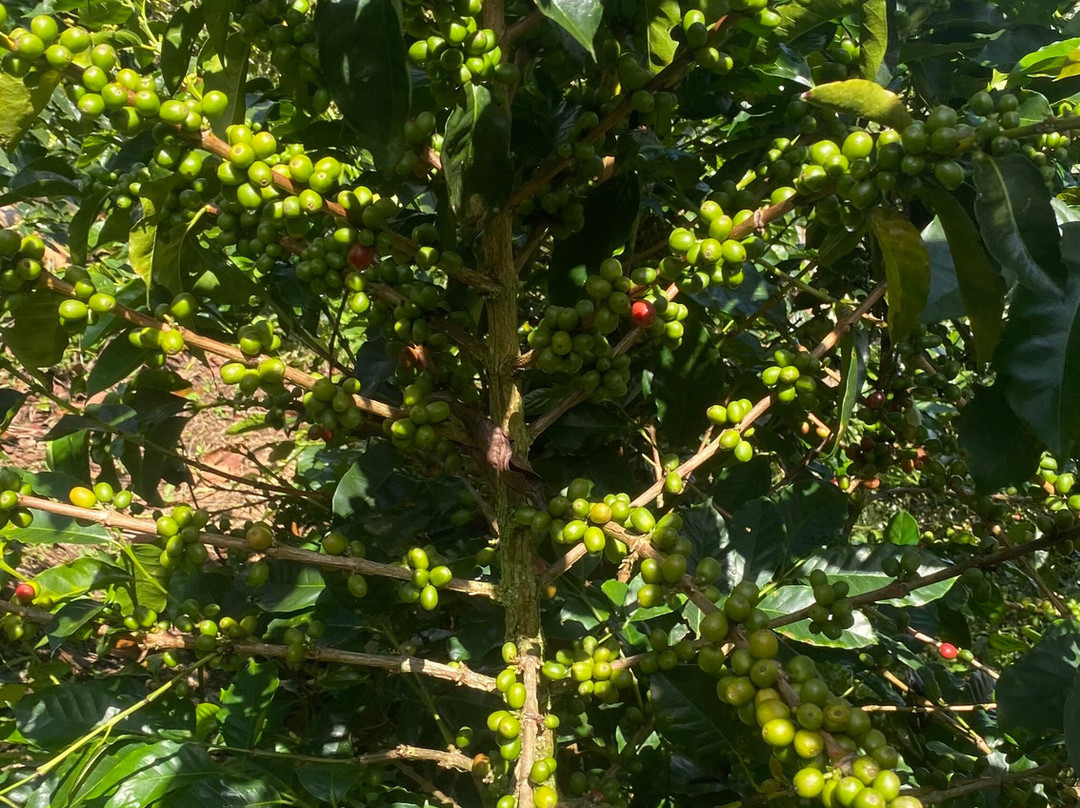 Ecoturismo La Nohelia-Jerico必去景点