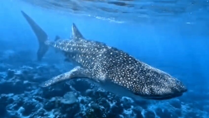 海滩潜水全包精品酒店-官方